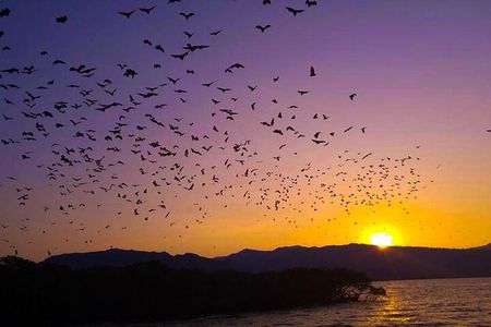 Flying Fox Island Sunset Cruise Private Boat Charter Labuan Bajo 