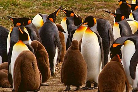 Full Day Tierra del Fuego King Penguins