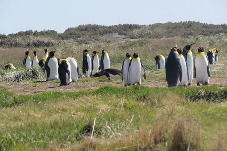 Full Day Tierra del Fuego King Penguins