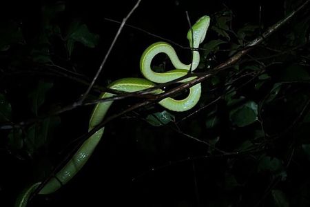 Costa Rica Night Walk Tour