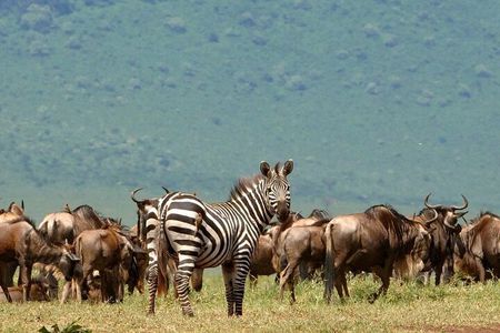 5 Days Under Serengeti Skies Tour