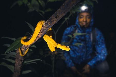 Secret Night Walk in Tortuguero