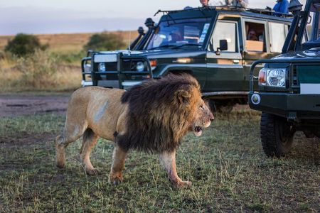 9 Days Safari in Tanzanias Majestic Parks