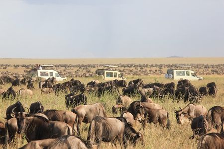 4 Day Tanzania Safari Tarangire Serengeti and Ngorongoro Bliss