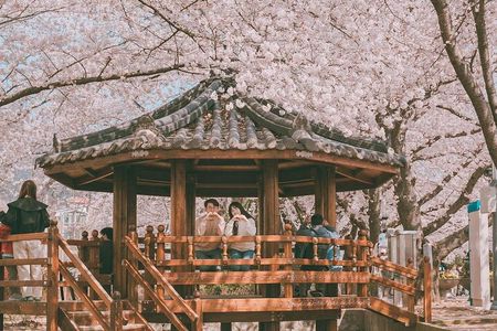 Jinhae Pink Cherry Blossom One Day Tour From Busan