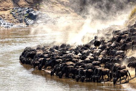 6 Day Great Wildebeest Migration Across the Mara River