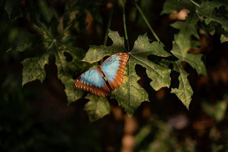Butterfly Garden & Tortuguero Canals: A Unique Tropical Adventure