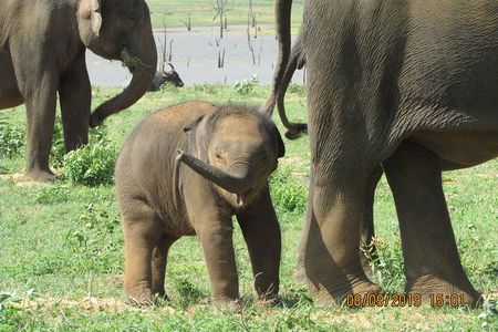 Bundala National Park : Safari Tour with Entrance tickets & Jeep