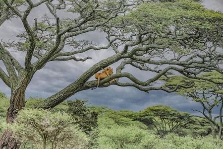 2 Days Wildlife Safari In Tarangire NP & Ngorongoro Crater