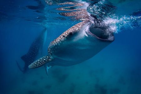 Oslob Whale Shark Encounter, Moalboal Turtles & Monkey Sanctuary 