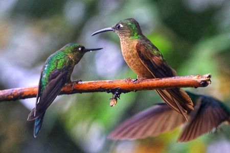 Mindo Cloud Forest Private Tour: Birdwatching, Birds & Nature