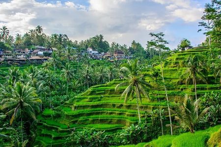 All-Inclusive Ubud Private Tour: Rice Terrace, Temple & Waterfall