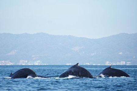 Humpback whale watching south of Puerto Vallarta