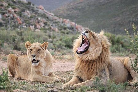 Explore the Best Big 5 Full Day Safari and Wine Tasting