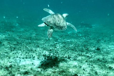 Island & Snorkeling Tour – Smuggler + Cane Garden Bay 