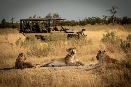 1-Day Fly in Shared Safari to Mikumi National Park from Zanzibar