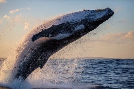 Whale Watching Expedition