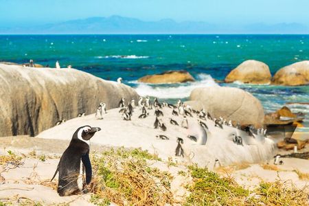Cape Peninsula Sightseeing Tour
