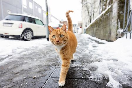 Private Reykjavik Cat Walking Tour