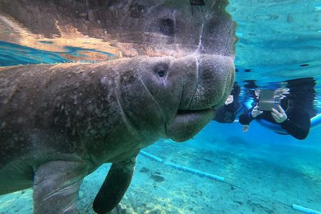 Manatee Snorkeling Tour with Photographer