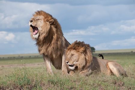 1 Day Tanzania Sharing Budget Group joining Tour to Ngorongoro