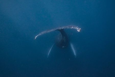 Whale and Dive Combo Tour in Los Cabos