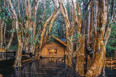 Tour with Navigation to the Arrayanes Forest and Victoria Island