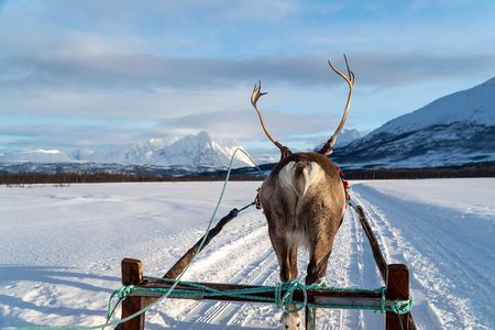 Reindeer Sledding & Feeding with Sàmi Culture Afternoon Departure
