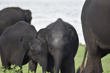 Private Jeep Safari at Minneriya National Park - Half Day Tour