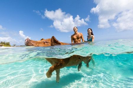  Swim with the Pigs Safari in Bahamas (2hrs)
