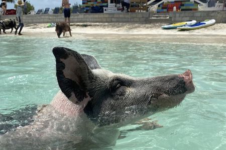  Swim with the Pigs Safari in Bahamas (2hrs)