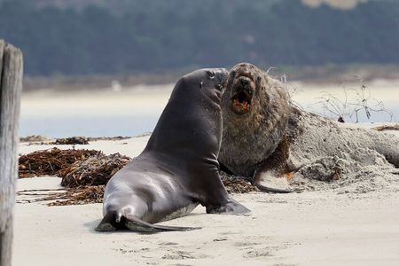 Albatross, seals, and sea birds-Wildlife Cruise