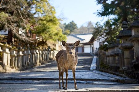 Full Day Guided Tour to Kyoto and Nara from Osaka by Van