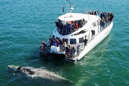 Hermanus Whale Watching and Wine Tasting Private Tour