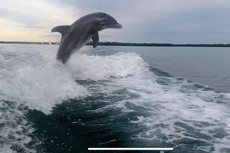 Private 2 Hour Dolphin & Eco Tour Marco Island, FL