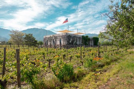 Tour to Maipo boutique wineries