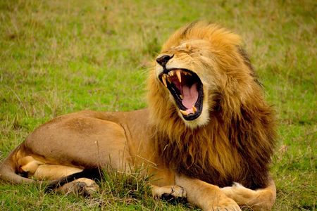 Affordable 1 Day Tanzania Budget Group Join Safari to Tarangire
