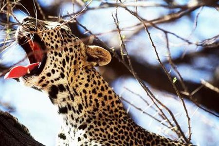 Overnight Safari Tour to Severin Camp from Mombasa