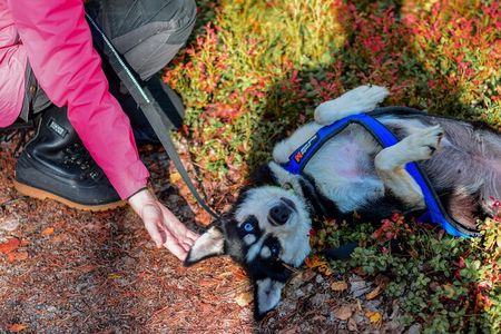 Rovaniemi Autumn Husky Safari & BBQ – 6‑10 km Self‑Drive