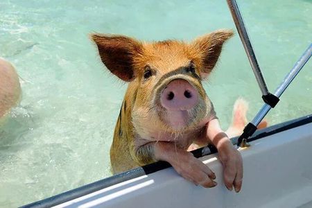 Nas: 3 islands Tour ,snorkel, Turtles, pigs and lunch
