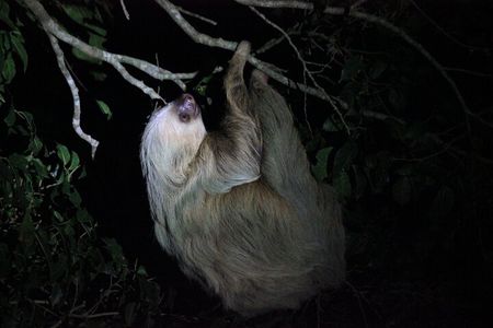 La Fortuna Night Walk in High Biodiversity Rainforest