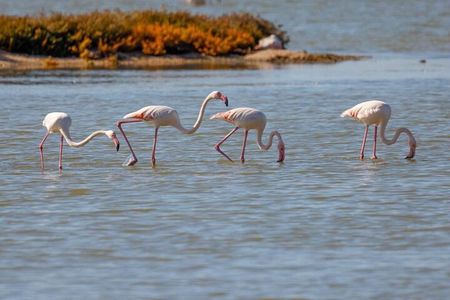 Birdwatching Experience in Narte Lagoon & Akerni Dunes