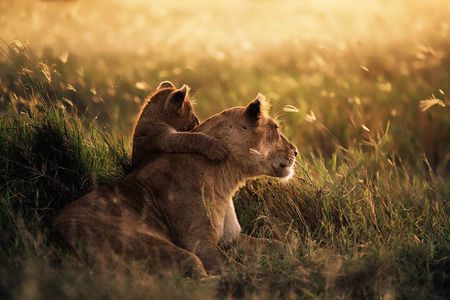 4 Days Shared Camping Safari to Tarangire and Serengeti