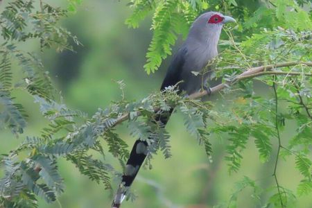 Beyond The Oudong Temple and Birdwatching in Phnom Penh