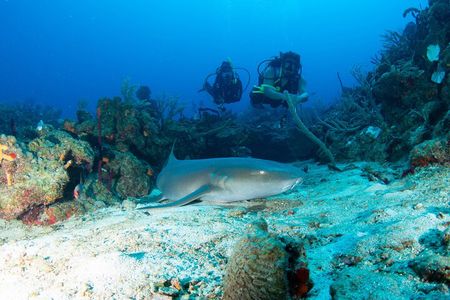 2-Tank Scuba Boat Trip in World-Class Sites @ Copamarina
