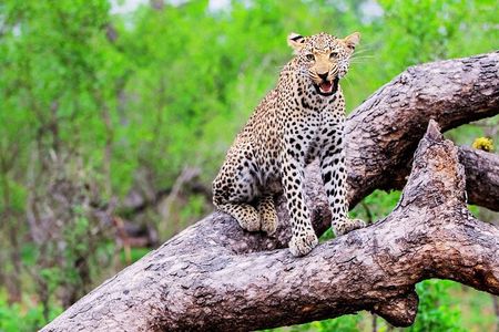 Kruger National Park. 2 Days Best Ever Safari from Cape Town