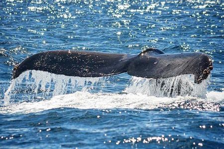 Kauai Raft Adventure: Whale Watch Discovery