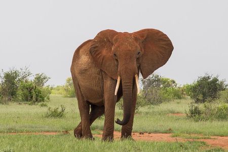 2 Day Tsavo East Safari Private Tour with Game Drives 