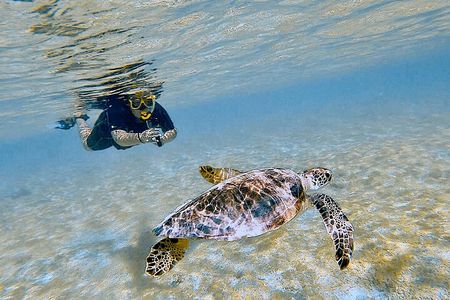 Snorkel with Turtles & see the Flamingos 