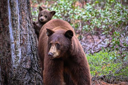 Moraine Lake & Lake Louise Sunset & Wildlife Adventure